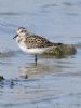 Little Stint at Bowers Marsh (RSPB) (Graham Oakes) (78448 bytes)