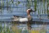 Garganey at West Canvey Marsh (RSPB) (Richard Howard) (92351 bytes)