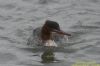 Goosander at Hullbridge (Richard Howard) (53542 bytes)