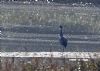 Crane at Wat Tyler Country Park (Vince Kinsler) (130191 bytes)