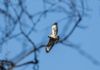 Buzzard at Pound Wood (Andrew Armstrong) (35858 bytes)