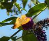 Silver-washed Fritillary at Coombe Wood (Jeff Saward) (85546 bytes) Silver-washed Fritillary at Coombe Wood (Jeff Saward) (85546 bytes)