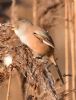 Bearded Tit at Bowers Marsh (RSPB) (Graham Oakes) (87386 bytes)