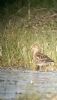 Pectoral Sandpiper at Bowers Marsh (RSPB) (Neil Chambers) (55129 bytes)