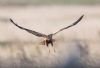 Marsh Harrier at Wallasea Island (RSPB) (Andrew Armstrong) (33175 bytes)