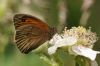 Meadow Brown at Benfleet Downs (Richard Howard) (57810 bytes)