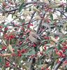 Waxwing at Eastwood (Vince Kinsler) (166946 bytes)