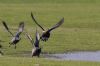 Red-breasted Goose at Fleet Head (Vince Kinsler) (57950 bytes)