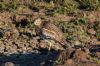 Stone Curlew at Lower Raypits (Jeff Delve) (97825 bytes)