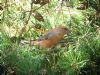 Parrot Crossbill at Gunners Park (Matt Bruty) (139646 bytes)