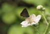 White-letter Hairstreak at Benfleet Downs (Vince Kinsler) (46295 bytes)