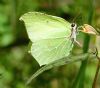 Brimstone at Belfairs Great Wood (Graham Oakes) (75789 bytes) Brimstone at Belfairs Great Wood (Graham Oakes) (75789 bytes)