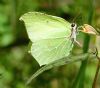 Brimstone at Belfairs Great Wood (Graham Oakes) (75789 bytes)