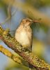 Spotted Flycatcher at Bowers Marsh (RSPB) (Graham Oakes) (76938 bytes) Spotted Flycatcher at Bowers Marsh (RSPB) (Graham Oakes) (76938 bytes)
