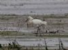 Spoonbill at Wallasea Island (RSPB) (Jeff Delve) (77448 bytes) Spoonbill at Wallasea Island (RSPB) (Jeff Delve) (77448 bytes)