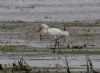 Spoonbill at Wallasea Island (RSPB) (Jeff Delve) (77448 bytes)