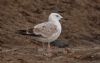 Caspian Gull at Private site with no public access (Steve Arlow) (58897 bytes) Caspian Gull at Private site with no public access (Steve Arlow) (58897 bytes)