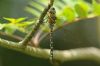 Migrant Hawker at Belfairs Great Wood (Richard Howard) (43975 bytes)