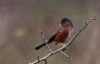 Dartford Warbler at Hadleigh Downs (Tim Bourne) (40557 bytes)