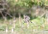 Spotted Flycatcher at Gunners Park (Andrew Armstrong) (36360 bytes) Spotted Flycatcher at Gunners Park (Andrew Armstrong) (36360 bytes)