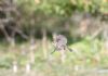 Spotted Flycatcher at Gunners Park (Andrew Armstrong) (36360 bytes)