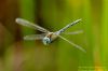 Southern Migrant Hawker at Wat Tyler Country Park (Richard Howard) (73595 bytes)