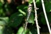 Migrant Hawker at Benfleet Downs (Richard Howard) (52208 bytes)