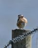 Whinchat at Bowers Marsh (RSPB) (Graham Oakes) (38410 bytes)