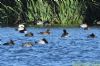 Scaup at Paglesham Lagoon (Richard Howard) (115545 bytes)