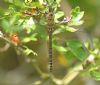 Migrant Hawker at Bowers Marsh (RSPB) (Graham Oakes) (69868 bytes)