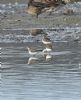 Little Stint at Bowers Marsh (RSPB) (Graham Oakes) (112076 bytes)