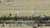 Cattle Egret at Vange Marsh (RSPB) (Steve Arlow) (97699 bytes) Cattle Egret at Vange Marsh (RSPB) (Steve Arlow) (97699 bytes)