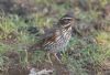 Redwing at Magnolia NR, Hawkwell (Vince Kinsler) (77787 bytes)