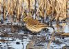 Water Pipit at Bowers Marsh (RSPB) (Graham Oakes) (127512 bytes)