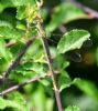 Southern Emerald Damselfly at Canvey Way (Graham Oakes) (86104 bytes) Southern Emerald Damselfly at Canvey Way (Graham Oakes) (86104 bytes)
