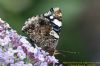 Red Admiral at Highlands Boulevard, Leigh (Richard Howard) (77840 bytes)