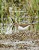 Common Sandpiper at Vange Marsh (RSPB) (Graham Oakes) (116470 bytes)