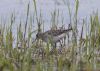 Wood Sandpiper at Bowers Marsh (RSPB) (Vince Kinsler) (78353 bytes)