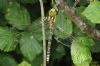 Southern Hawker at Paglesham Pool (Richard Howard) (120969 bytes)