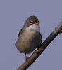 Whitethroat at Two Tree Island (West) (Vince Kinsler) (42229 bytes)