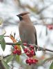 Waxwing at Oakengrange Drive, Southend (Steve Arlow) (59964 bytes)