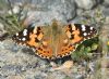 Painted Lady at Bowers Marsh (RSPB) (Graham Oakes) (100499 bytes)