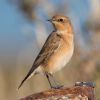 Wheatear at Wallasea Island (RSPB) (Andrew Armstrong) (65190 bytes)