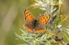 Small Copper at Gunners Park (Richard Howard) (100971 bytes)