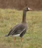 White-fronted Goose at Bowers Marsh (RSPB) (Steve Arlow) (85233 bytes)