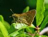 Large Skipper at Bowers Marsh (RSPB) (Graham Oakes) (68379 bytes)