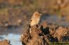 Twite at Wallasea Island (RSPB) (Richard Howard) (76736 bytes)