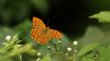 Silver-washed Fritillary at Hockley Woods (Steve Arlow) (41802 bytes)