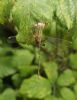 Southern Emerald Damselfly at Canvey Way (Paul Baker) (61557 bytes)