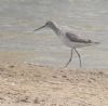 Marsh Sandpiper at Vange Marsh (RSPB) (Paul Baker) (62432 bytes) Marsh Sandpiper at Vange Marsh (RSPB) (Paul Baker) (62432 bytes)